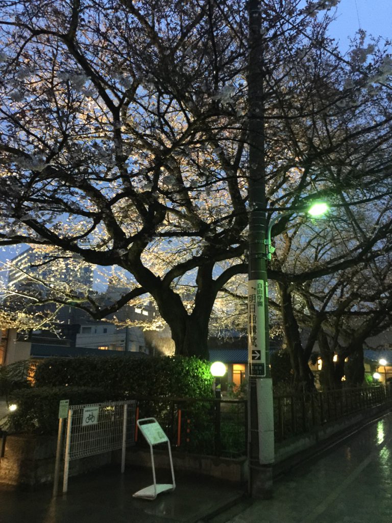 自由学園の桜の写真